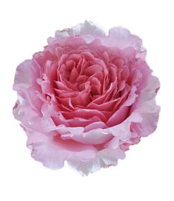 Kletter-Rose 'Bienvenue®' -Gartenpflanzen Geschäft 9024146898974