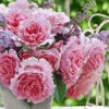Kletter-Rose 'Bienvenue®' -Gartenpflanzen Geschäft 9024147062814
