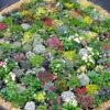 Steingarten-Stauden-Mix -Gartenpflanzen Geschäft 9024160727070