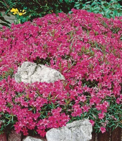 Bodendeckende Polsterstauden-Kollektion -Gartenpflanzen Geschäft 9024174391326