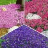 Bodendeckende Polsterstauden-Kollektion -Gartenpflanzen Geschäft 9024174751774