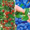 Beeren-Kollektion -Gartenpflanzen Geschäft 9024175964190