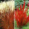 Rote Gräser-Kollektion 1 Rote Gräser-Kollektion -Gartenpflanzen Geschäft 9024176914462