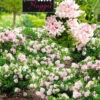 Rhododendron 'Nugget By Bloombux®' -Gartenpflanzen Geschäft 9024182059038