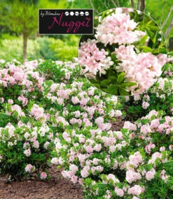Rhododendron 'Nugget By Bloombux®'
