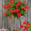 Campsis-Stämmchen 'Fire Trumpet Vine®' 1 Campsis-Stämmchen 'Fire Trumpet Vine®' -Gartenpflanzen Geschäft 9024192249886