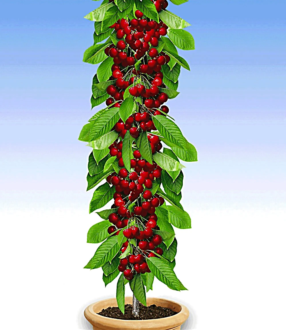 Säulenobst-Duo 'Birne & Kirsche' 4 Säulenobst-Duo 'Birne & Kirsche' – Bild 2