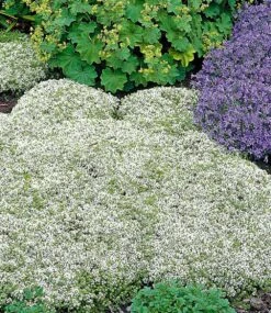 Thymian-Kollektion Rot Und Weiß -Gartenpflanzen Geschäft 9024198049822
