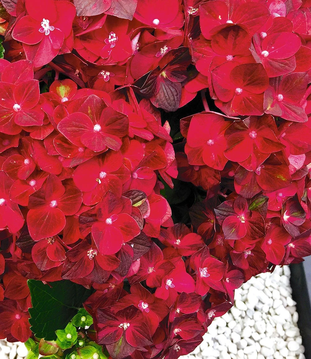 Freiland-Hortensie 'Ruby Tuesday®' 4 Freiland-Hortensie 'Ruby Tuesday®' – Bild 2