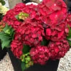 Freiland-Hortensie 'Ruby Tuesday®' -Gartenpflanzen Geschäft 9024202342430