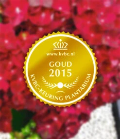 Freiland-Hortensie 'Ruby Tuesday®' 7 Freiland-Hortensie 'Ruby Tuesday®' -Gartenpflanzen Geschäft 9024202407966