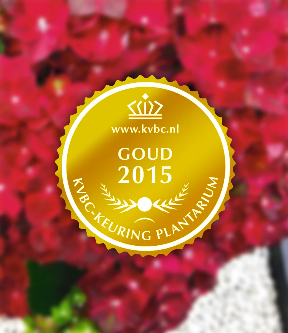 Freiland-Hortensie 'Ruby Tuesday®' 5 Freiland-Hortensie 'Ruby Tuesday®' – Bild 3