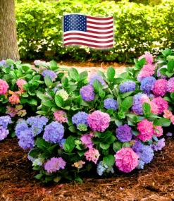 Gartenpflanzen Geschäft -Gartenpflanzen Geschäft 9024244219934