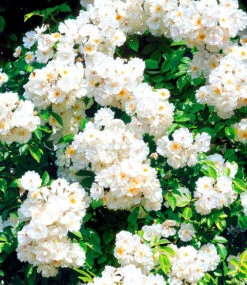 Rambler-Rose 'Bobby James'