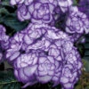 Freiland-Hortensie 'Miss Saori Blue®'