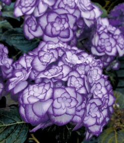 Freiland-Hortensie 'Miss Saori Blue®'
