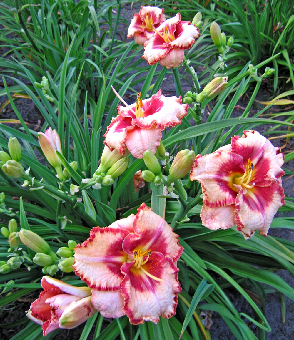 Taglilie 'Lies And Lipstick' 4 Taglilie 'Lies And Lipstick' – Bild 2