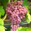 Kernlose Tafeltraube 'Kischmisch Rosé' -Gartenpflanzen Geschäft 9024297238558