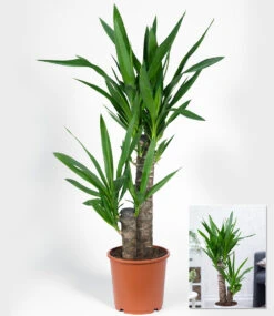 Yucca Palme Ca. 65-75 Cm Hoch -Gartenpflanzen Geschäft 9024310804510