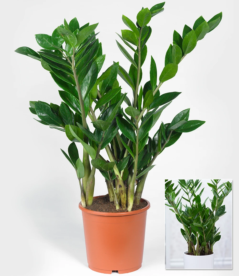 Zamioculcas Ca. 55-65 Cm Hoch 4 Zamioculcas Ca. 55-65 Cm Hoch – Bild 2