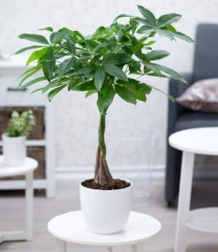 Pachira 'Aquatica' Ca. 60-70 Cm Hoch