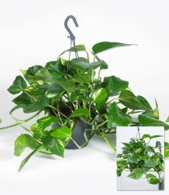 Hängepflanze Efeutute -Gartenpflanzen Geschäft 9024312737822
