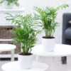 Zimmerpalmen Duo -Gartenpflanzen Geschäft 9024318570526