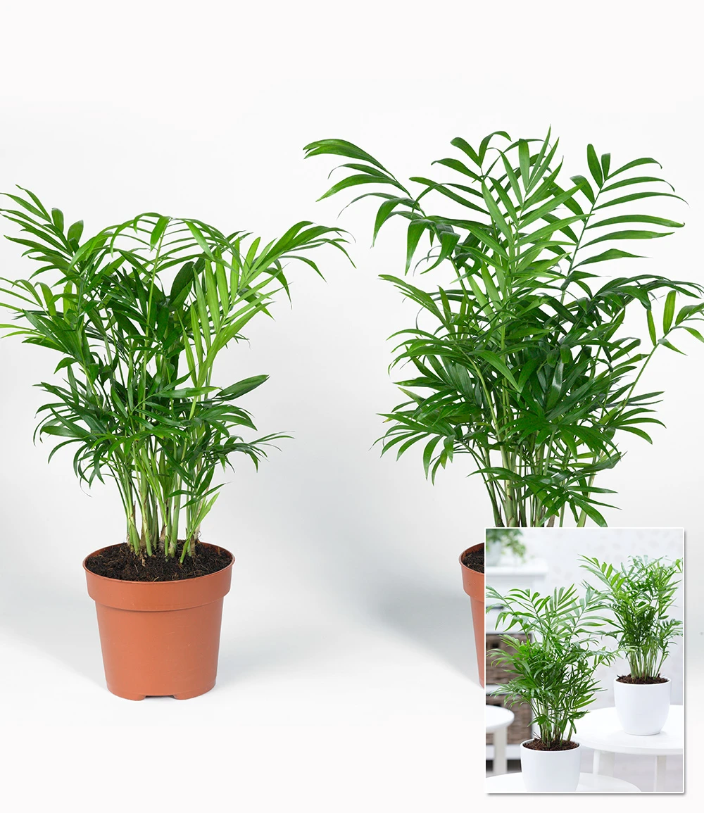 Zimmerpalmen Duo 4 Zimmerpalmen Duo – Bild 2