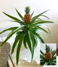 Ananaspflanze 'Corona'