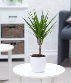 3er-Mix Luftreinigende Zimmerpflanzen 'Fresh Air' -Gartenpflanzen Geschäft 9024361463838