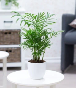 3er-Mix Luftreinigende Zimmerpflanzen 'Fresh Air' -Gartenpflanzen Geschäft 9024361627678