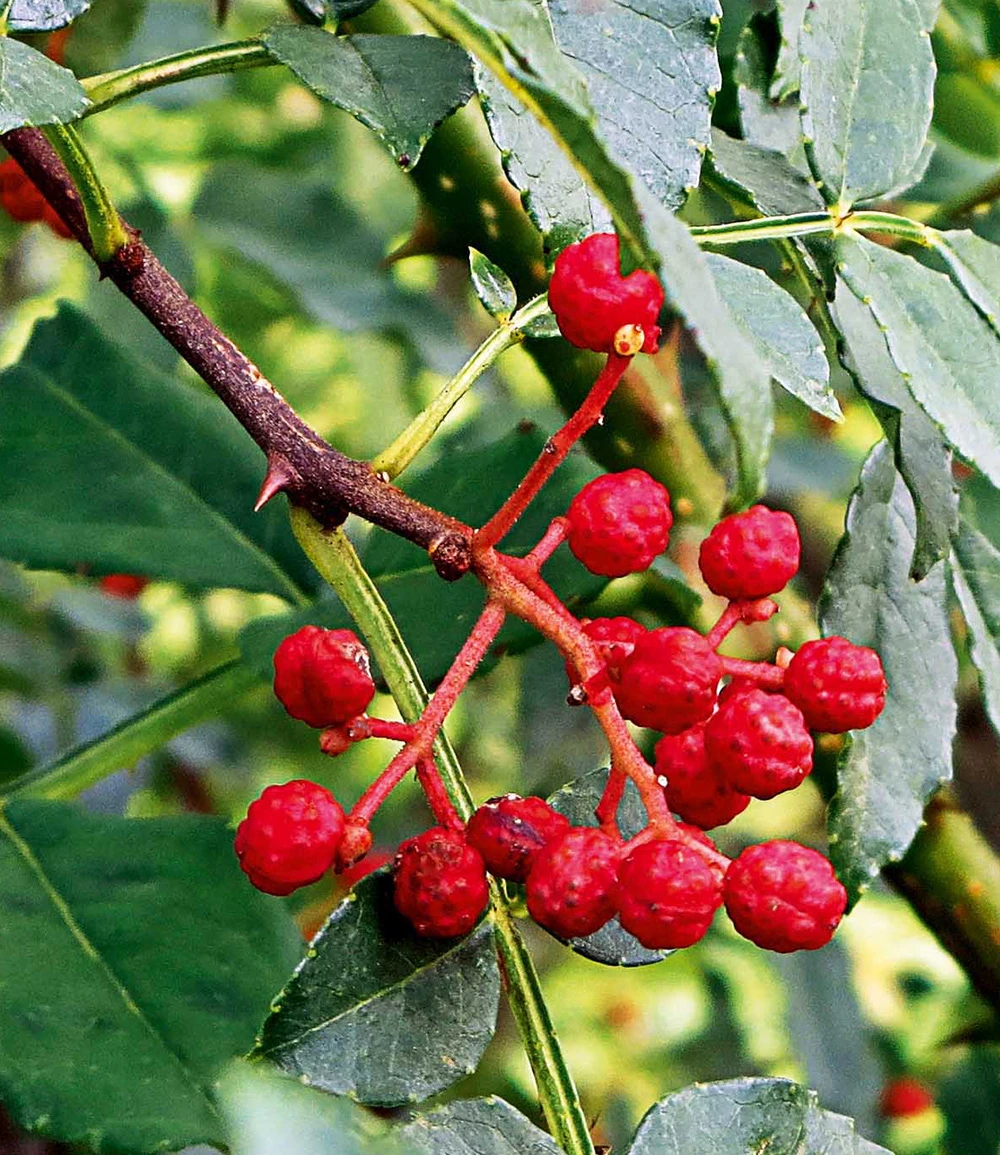 Szechuan-Pfeffer 4 Szechuan-Pfeffer – Bild 2