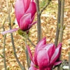 Magnolie 'March Till Frost' 2 Magnolie 'March Till Frost' -Gartenpflanzen Geschäft 9024375685150