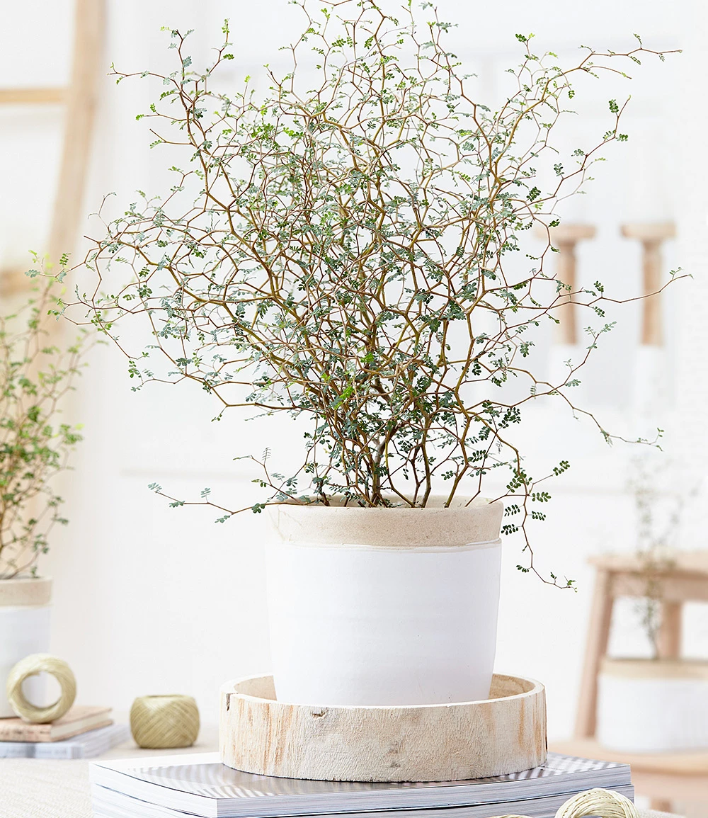 Maori® Sophora Cotoneaster 'Little Baby' 3 Maori® Sophora Cotoneaster 'Little Baby'