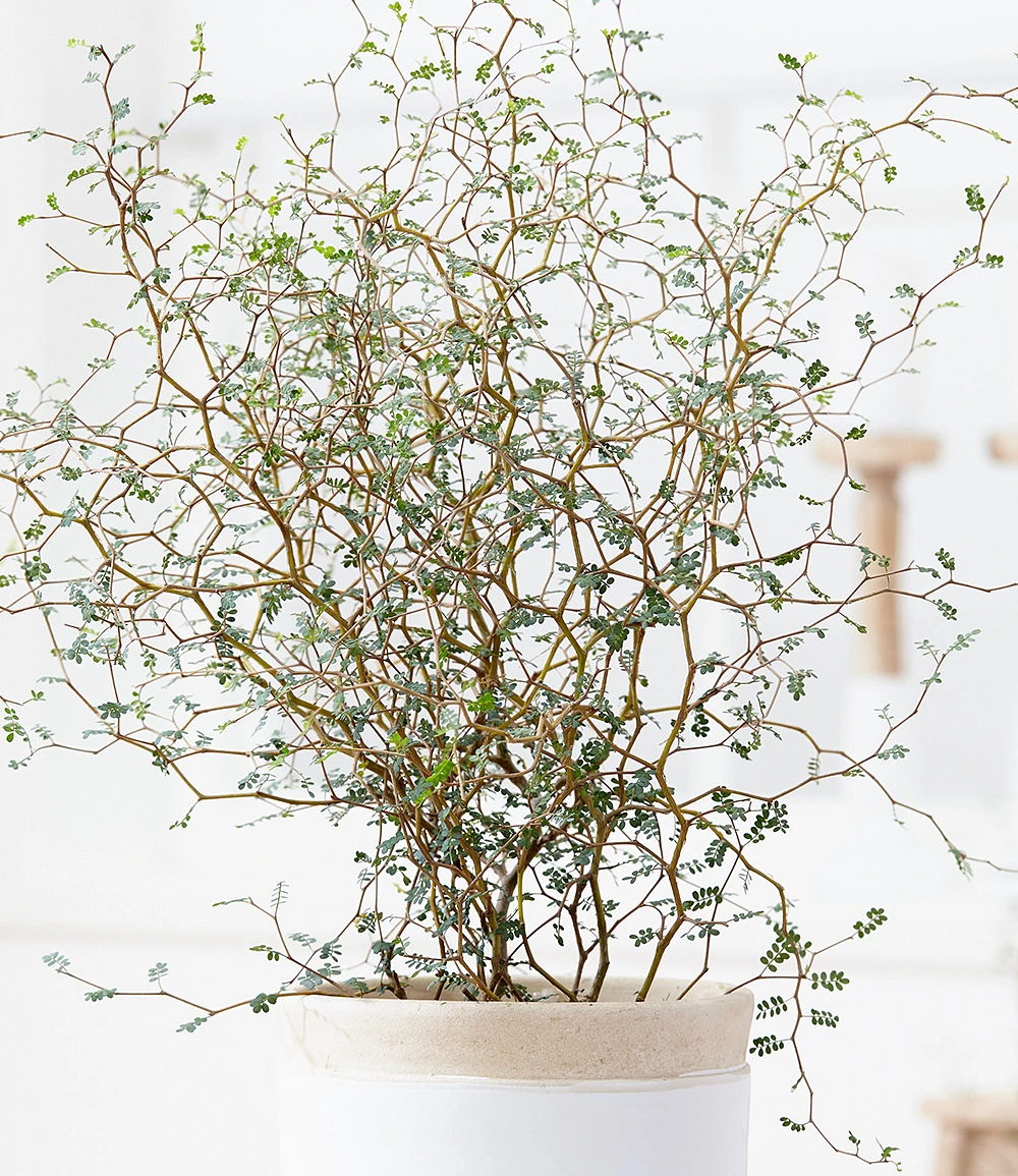 Maori® Sophora Cotoneaster 'Little Baby' 4 Maori® Sophora Cotoneaster 'Little Baby' – Bild 2