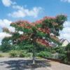 Albizia 'Ombrella'
