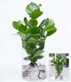 Clusia Inkl. Glasgefäß -Gartenpflanzen Geschäft 9024392200222