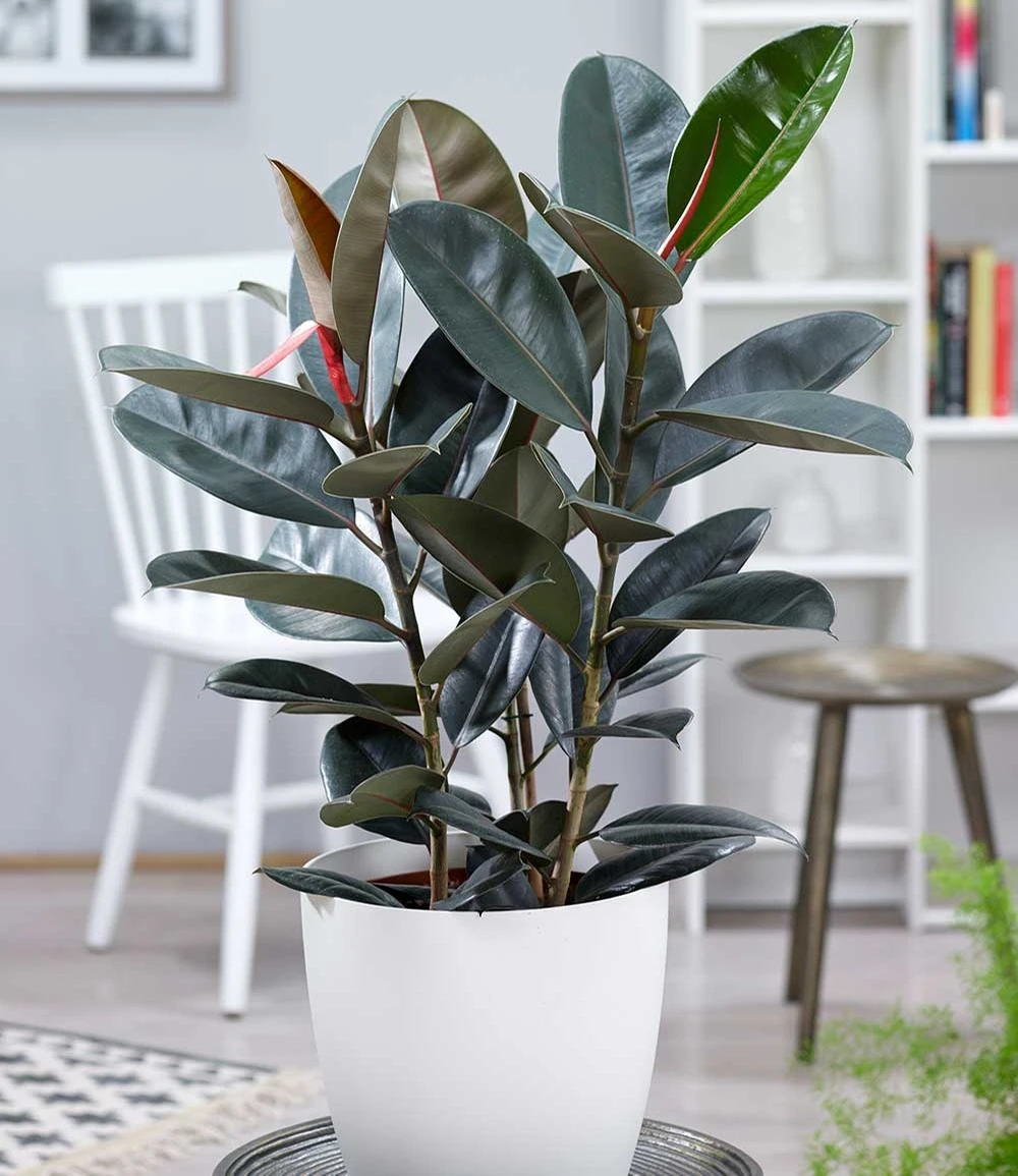 Gummibaum 'Abidjan' Ca. 80-90 Cm Hoch 3 Gummibaum 'Abidjan' Ca. 80-90 Cm Hoch