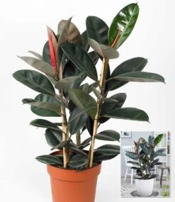 Gummibaum 'Abidjan' Ca. 80-90 Cm Hoch 5 Gummibaum 'Abidjan' Ca. 80-90 Cm Hoch -Gartenpflanzen Geschäft 9024394690590