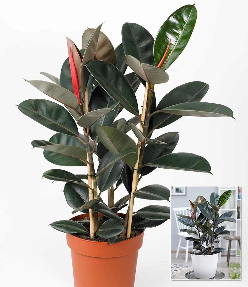 Gummibaum 'Abidjan' Ca. 80-90 Cm Hoch 4 Gummibaum 'Abidjan' Ca. 80-90 Cm Hoch – Bild 2