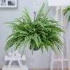 Hängepflanze Schwertfarn 2 Hängepflanze Schwertfarn -Gartenpflanzen Geschäft 9024395247646