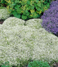 Bienenfreundliches Staudenbeet 16 Bienenfreundliches Staudenbeet -Gartenpflanzen Geschäft 9024922943518