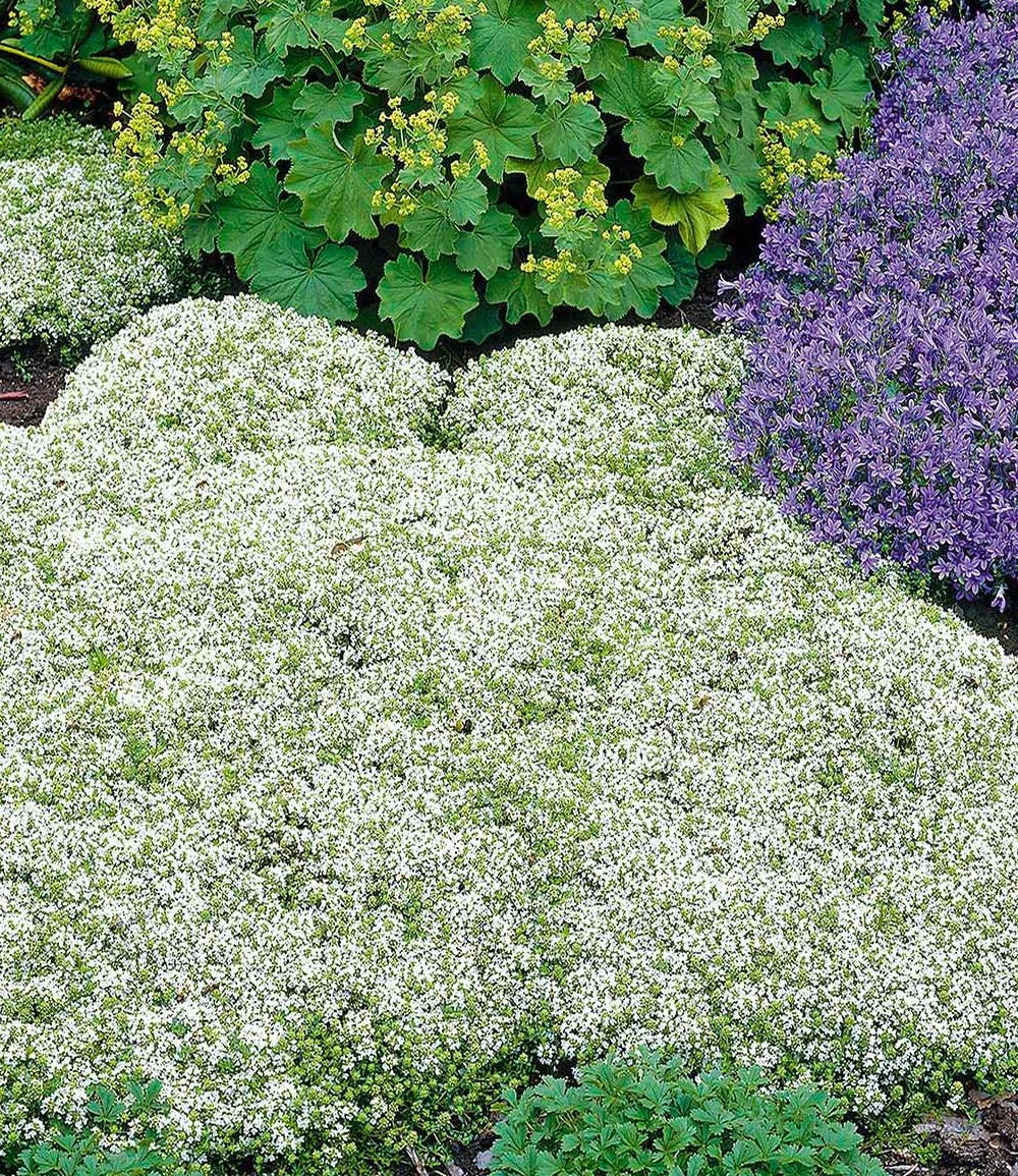 Bienenfreundliches Staudenbeet 9 Bienenfreundliches Staudenbeet – Bild 7