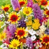 Stauden-Mix 'Joie De Vivre' -Gartenpflanzen Geschäft 9025482981406