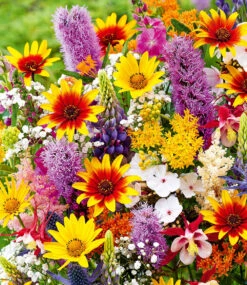 Stauden-Mix 'Joie De Vivre'