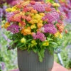 Achillea-Mix 'Milly Rock®' -Gartenpflanzen Geschäft 9025483112478