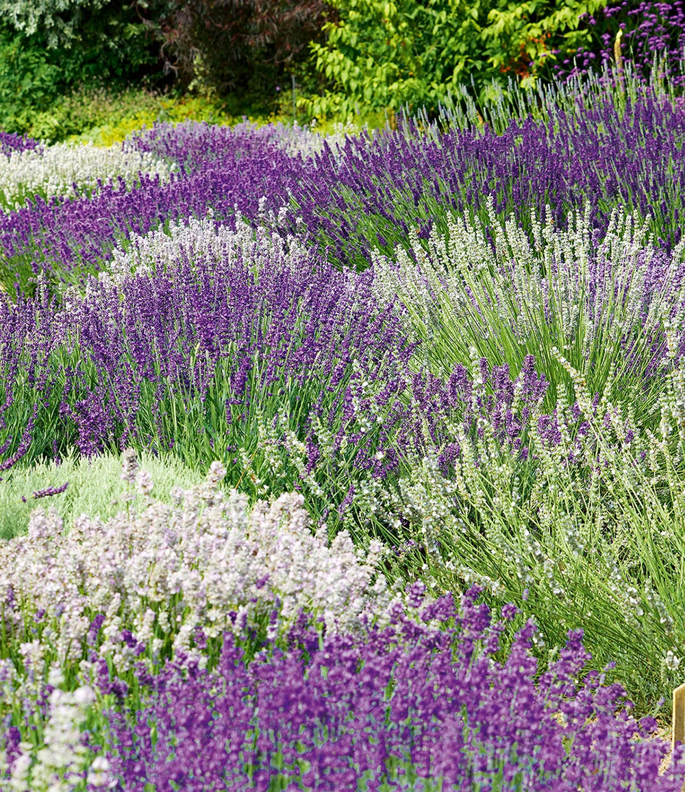 Lavendel-Mix 'Weiß & Blau' 2 Lavendel-Mix 'Weiß & Blau'
