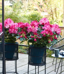 Rhododendron XXL® -Gartenpflanzen Geschäft 9027302785054