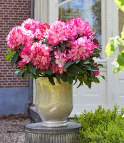 Rhododendron XXL® -Gartenpflanzen Geschäft 9027302916126