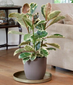 Weißbunter Gummibaum Ca. 50-60 Cm Hoch